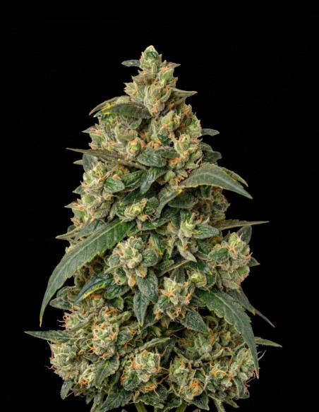 Somago Regular Samen (Bulk Legacy) 🥭 Mango-Geschmack