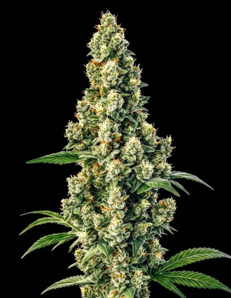 Diesel Regular Hanfsamen (Bulk Legacy) 🔥 Energieschub
