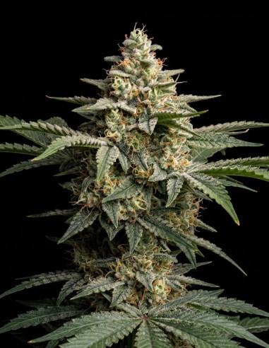 Semi Super Silver Haze (Bulk Legacy) 🌶️ Agrumi e Spezie
