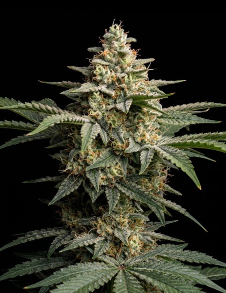 Semi Super Silver Haze (Bulk Legacy) 🌶️ Agrumi e Spezie