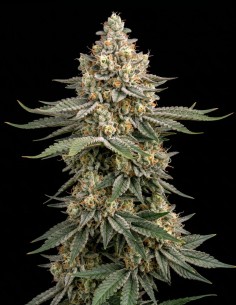 White Widow Regular Samen (Bulk Legacy) 🌶️ Erdige Würze