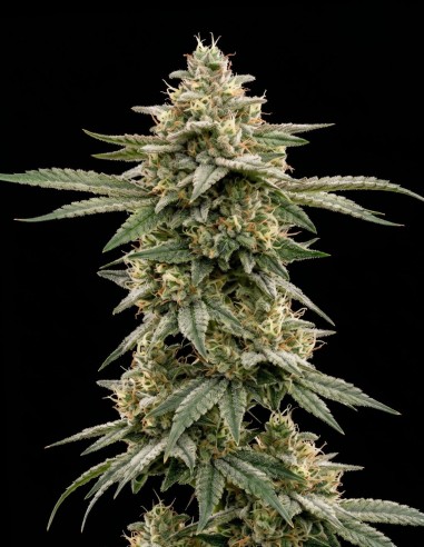 Jack Herer Regular Samen (Bulk Legacy) 🌿 Harzreich