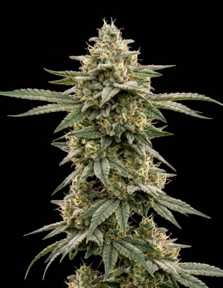Jack Herer Regular Samen (Bulk Legacy) 🌿 Harzreich
