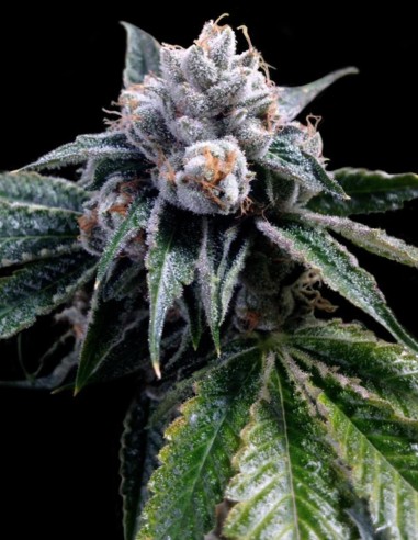Lemon Walker Samen (DNA Genetics) 🍋 Zitrus-Kush