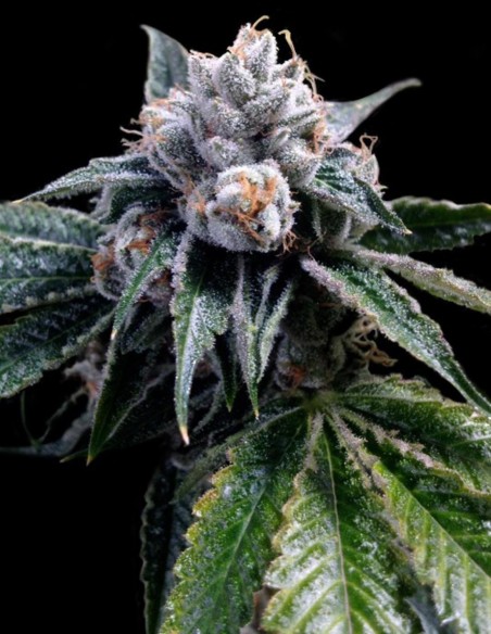 Lemon Walker Samen (DNA Genetics) 🍋 Zitrus-Kush