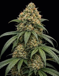 Fruit Tartare Triploid Seeds (Big Head Seeds) 💥 High THC