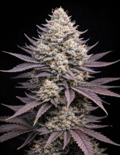 Peach Ringz Triploid Seeds (Big Head Seeds) 💥 High THC