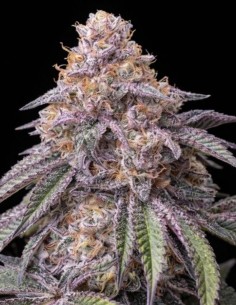 Permanent Marker Triploid Seeds (Big Head Seeds) 🔥 Potent
