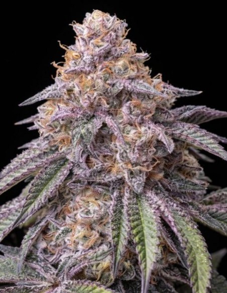 Permanent Marker Triploid Samen (Big Head Seeds) 🔥 Potent