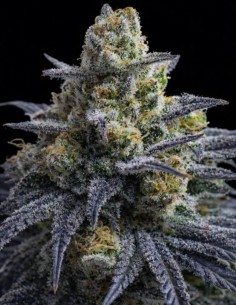 Rotten Apple Triploid Seeds (Big Head Seeds) 🍎 Funky Power