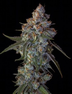 Semi di Cherry Pie (Big Head Seeds) 🍒 Dolce ed equilibrata