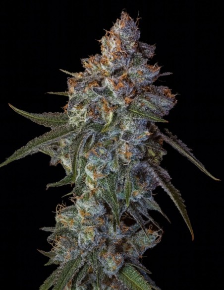 Cherry Pie Seeds (Big Head Seeds) 🍒 Sweet Balanced