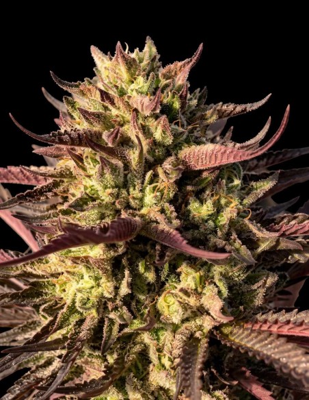 Graines Punch & Cookies (Mamiko Seeds) 🍌 Banane Crémeuse