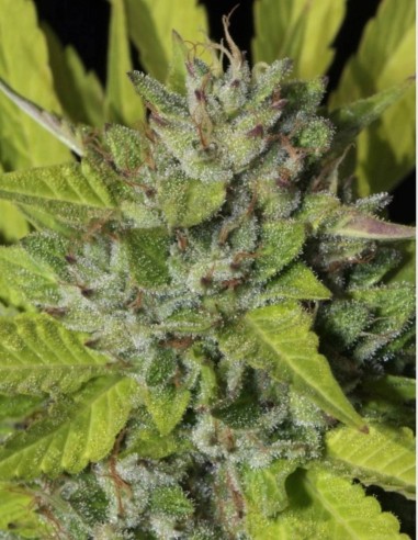 Graines Sister Cookies (Mamiko Seeds) 🍪 Saveur Sucrée