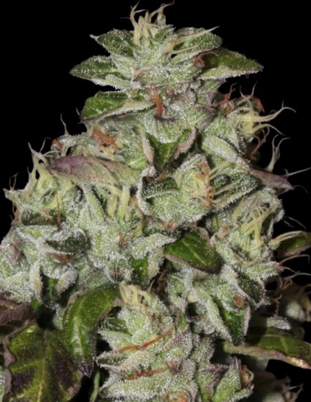 Graines Fire Afghan Cookies (Mamiko Seeds) 🔥 THC Élevé