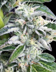 Graines Sour Cookies (Mamiko Seeds) 🔥 Puissance Diesel