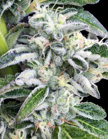 Graines Sour Cookies (Mamiko Seeds) 🔥 Puissance Diesel