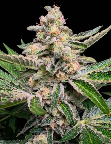 Graines Night On Earth (Mamiko Seeds) 🌜 Indica Relaxante