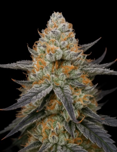Semillas Arctic Cherries (Big Head Seeds) ❄️ Mentol de Cereza