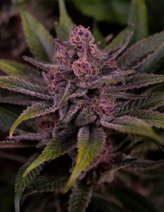 Biscotti Seeds (Big Head Seeds) 🍪 Sweet Relaxing