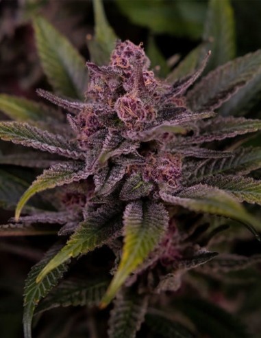Biscotti Samen (Big Head Seeds) 🍪 Süß & Entspannend