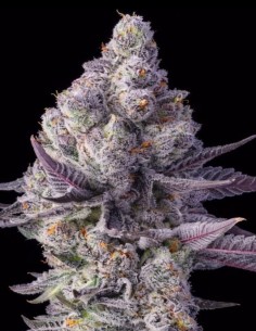 Blue Lobster Seeds (Big Head Seeds) 🍒 Unique Flavor