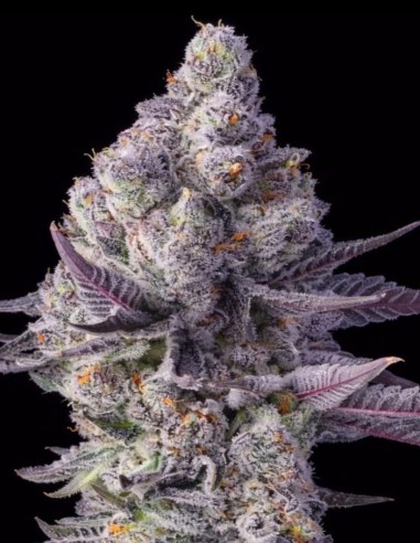 Blue Lobster Seeds (Big Head Seeds) 🍒 Unique Flavor