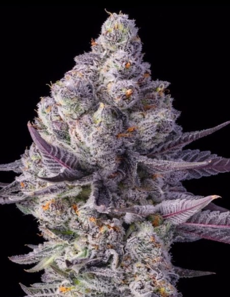 Blue Lobster Seeds (Big Head Seeds) 🍒 Unique Flavor
