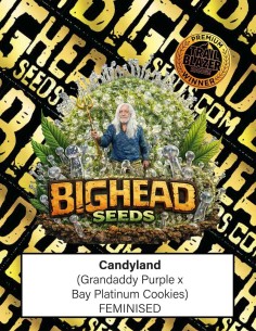 Semi Candyland (Big Head Seeds) 🍭 Dolce e potente