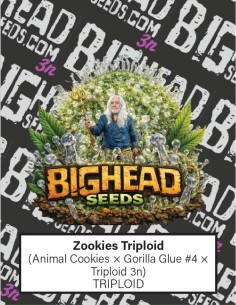 Graines Zookies Triploid (Big Head Seeds) 💥 THC élevé