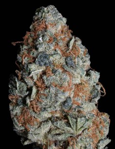 Cookie Dawg von Big head seeds Hanfsamen | Oaseeds