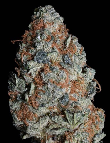 Cookie Dawg (Big head seeds) Feminized Seeds | Up To 30% Off
