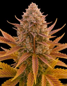 Do-Si-Dos Auto Samen (Big Head Seeds) 🌿 Intensive Entspannung