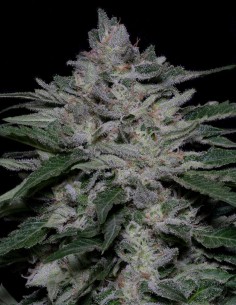 Fire OG Kush (Big head seeds) Semi di Cannabis Femminizzati