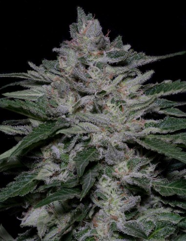 Fire OG Kush (Big head seeds) Feminized Seeds | On Sale!