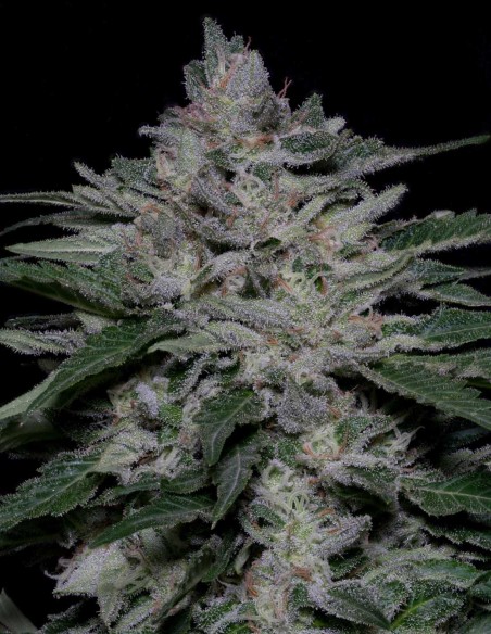Fire OG Kush (Big head seeds) Feminized Seeds | On Sale!