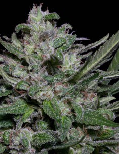 Girl Scout Cookies (Big head seeds) Semi Femminizzati