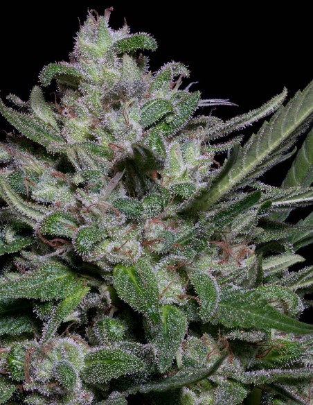 Acheter Girl Scout Cookies de Big head seeds - Oaseeds