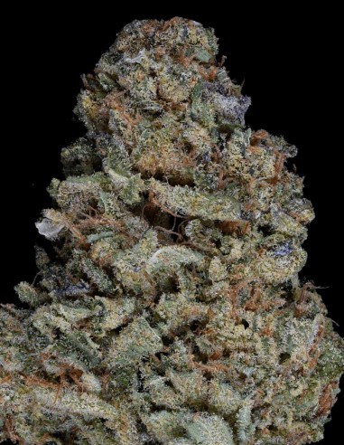 Acheter Gorilla Zkittelz de Big head seeds - Oaseeds