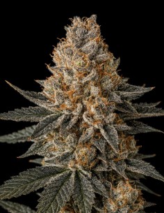 Semillas Jelly Breath (Big Head Seeds) 🌜 Efecto Couch-Lock