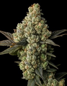 Graines Lemon Squeeze (Big Head Seeds) 🍋 Explosion d'Agrumes