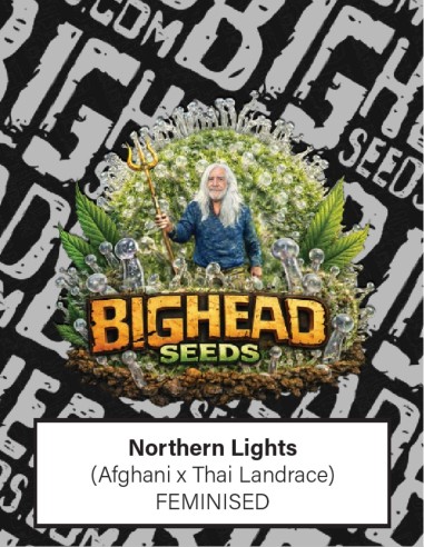 Northern Lights Samen (Big Head Seeds) 🌜 Klassische Entspannung