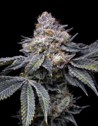 Permanent Marker Samen (Big Head Seeds) 💥 Hoher THC-Gehalt