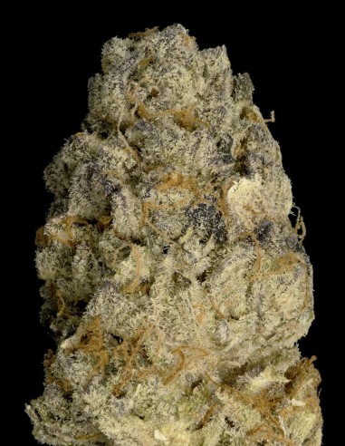 Acheter Purple Punch de Big head seeds - Oaseeds