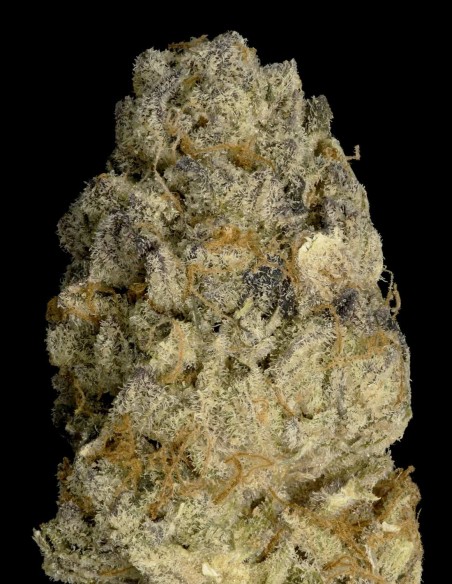Acheter Purple Punch de Big head seeds - Oaseeds