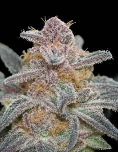 Graines Rainbow Sherbet (Big Head Seeds) 🍒 Équilibre fruité