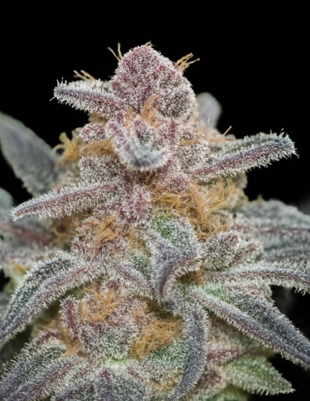 Rainbow Sherbet Samen (Big Head Seeds) 🍒 Fruchtige Balance