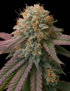 Graines RS11 (Big Head Seeds) 💥 30 % de puissance THC