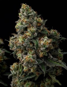 Scotch & Soda Seeds (Big Head Seeds) 🌜 Relaxation profonde