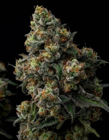 Scotch & Soda Seeds (Big Head Seeds) 🌜 Relaxation profonde